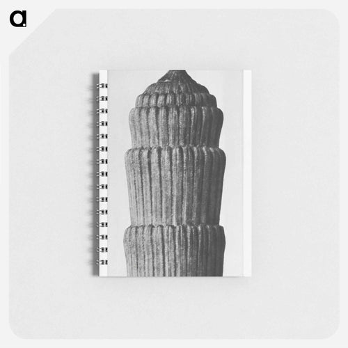 Equisetum hyemale - Karl Blossfeldt Memo.