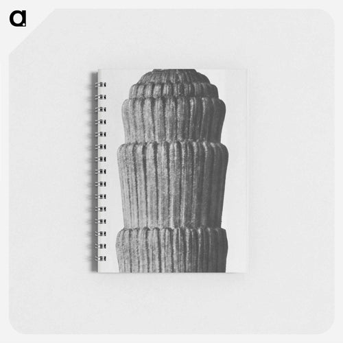 Equisetum hyemale - カール ブロスフェルト Memo.