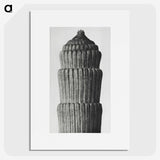 2-19_Karl-Blossfeldt_picture
