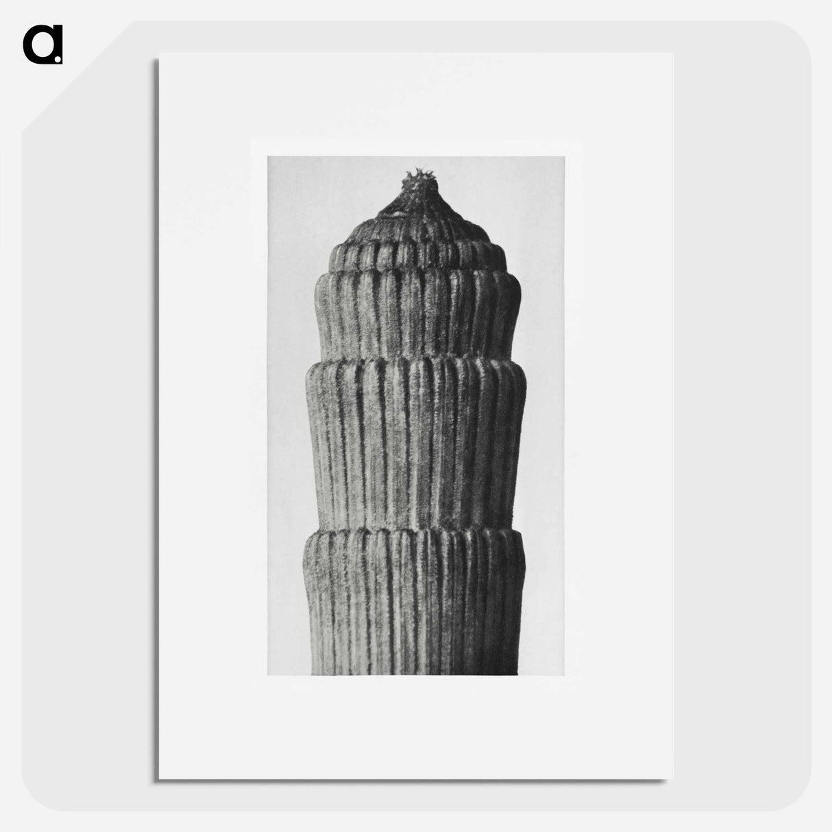 Equisetum hyemale - Karl Blossfeldt Poster.