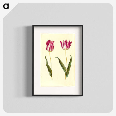 2-19_Maria-Sibylla-Merian_blk