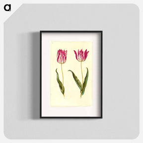 アートポスター-Tulipa Gesneriana
 - マリア ジビーラ メーリアン Poster.