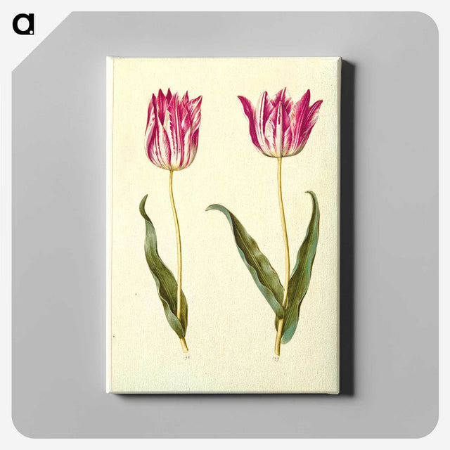 2-19_Maria-Sibylla-Merian_canvas