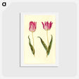 アートポストカード-Tulipa Gesneriana
 - マリア ジビーラ メーリアン Postcard.