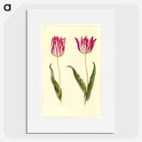 2-19_Maria-Sibylla-Merian_picture