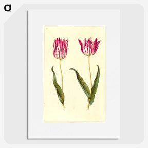 2-19_Maria-Sibylla-Merian_picture