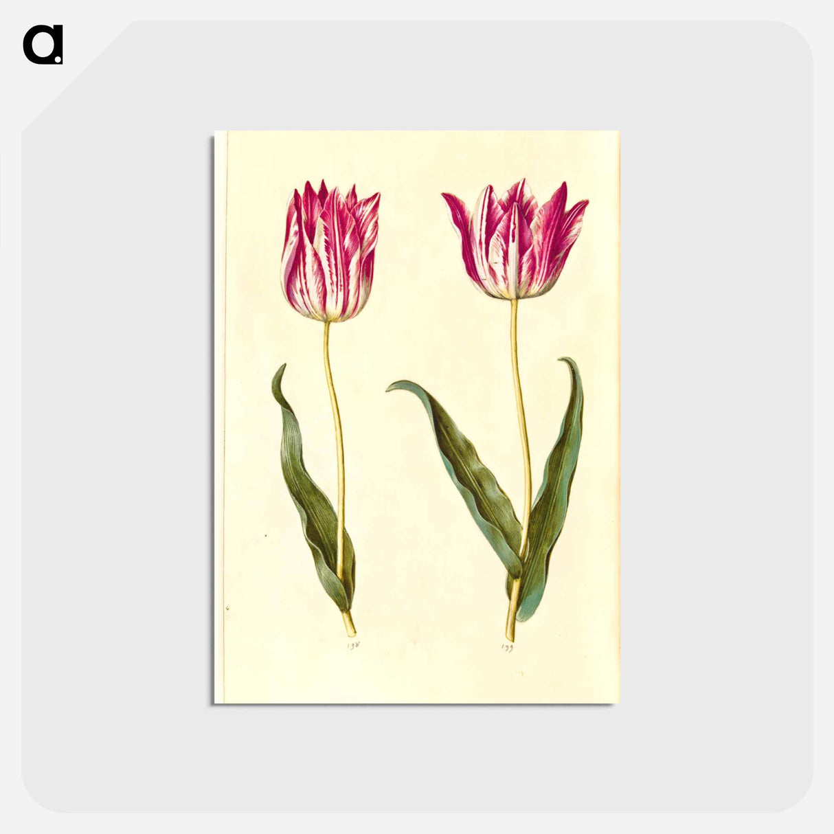 アートポストカード-Tulipa Gesneriana
 - マリア ジビーラ メーリアン Postcard.