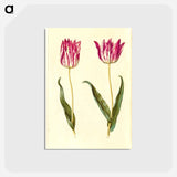 アートポストカード-Tulipa Gesneriana
 - マリア ジビーラ メーリアン Postcard.
