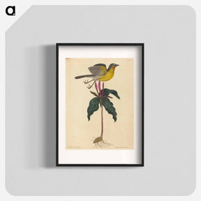 アートポスター-The Yellow-breasted Chat
 - マーク ケイツビー Poster.