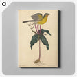 2-19_Mark-Catesby_canvas