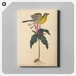 アートパネル-The Yellow-breasted Chat
 - マーク ケイツビー Canvas.