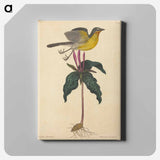 アートパネル-The Yellow-breasted Chat
 - マーク ケイツビー Canvas.