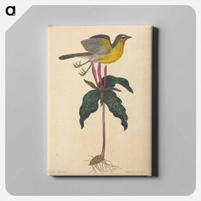 アートパネル-The Yellow-breasted Chat
 - マーク ケイツビー Canvas.