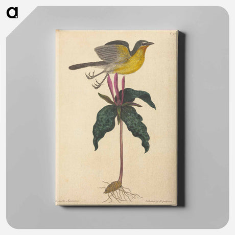 アートパネル-The Yellow-breasted Chat
 - マーク ケイツビー Canvas.
