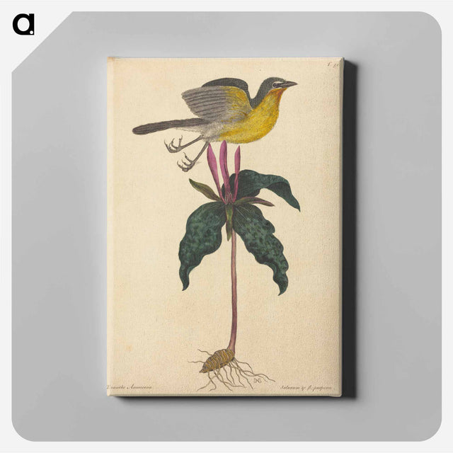 アートパネル-The Yellow-breasted Chat
 - マーク ケイツビー Canvas.