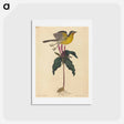 アートポストカード-The Yellow-breasted Chat
 - マーク ケイツビー Postcard.