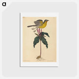 アートポストカード-The Yellow-breasted Chat
 - マーク ケイツビー Postcard.