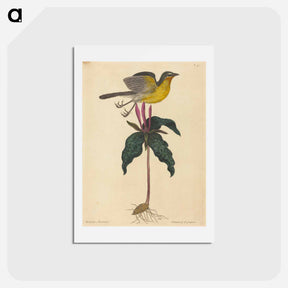 アートポストカード-The Yellow-breasted Chat
 - マーク ケイツビー Postcard.