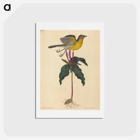 アートポストカード-The Yellow-breasted Chat
 - マーク ケイツビー Postcard.