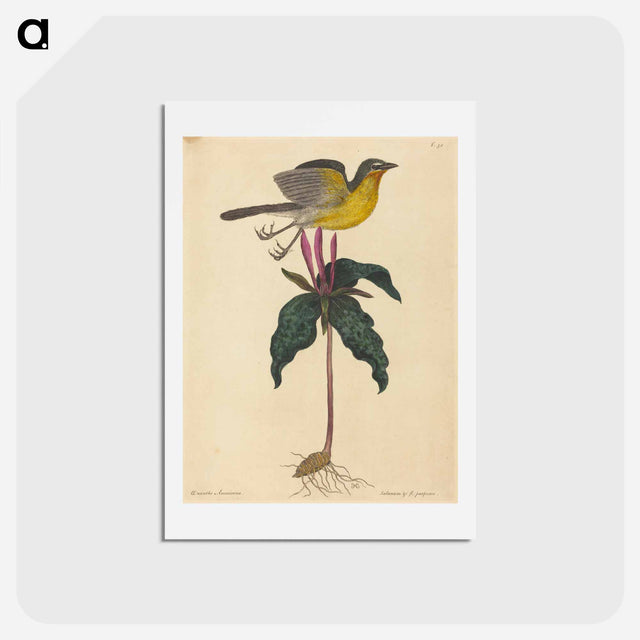 アートポストカード-The Yellow-breasted Chat
 - マーク ケイツビー Postcard.