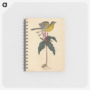 2-19_Mark-Catesby_memo