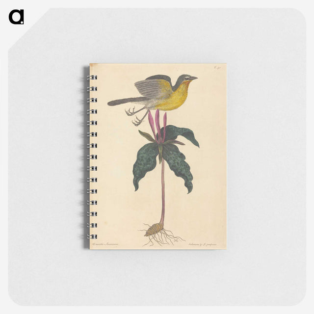 2-19_Mark-Catesby_memo