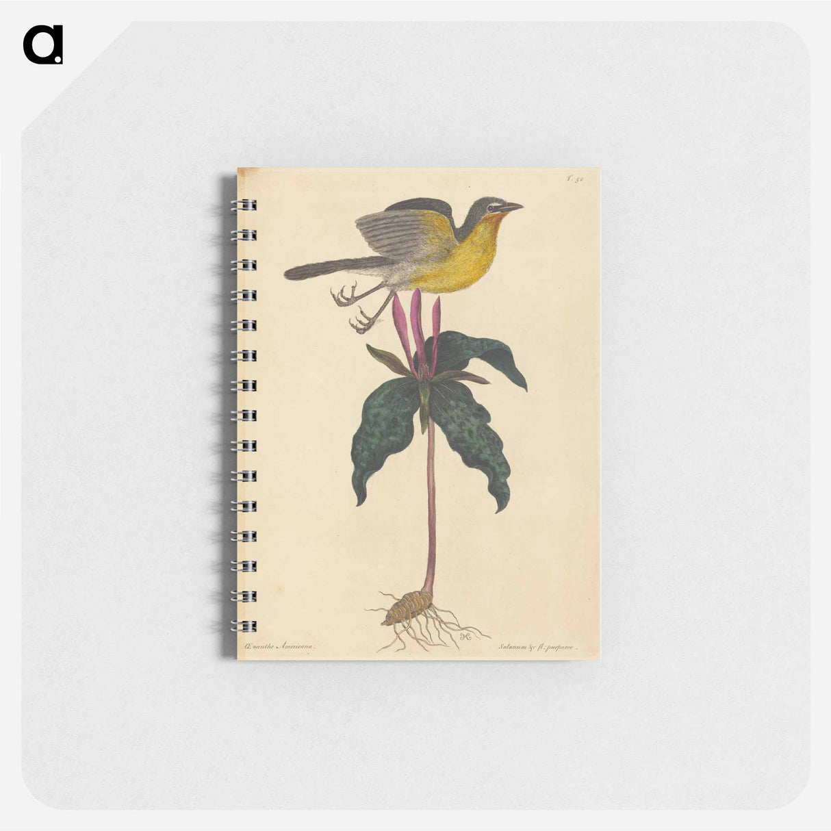 アートメモ帳-The Yellow-breasted Chat
 - マーク ケイツビー Memo.
