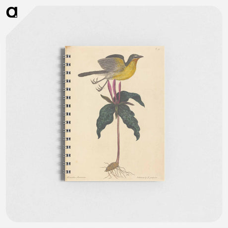 アートメモ帳-The Yellow-breasted Chat
 - マーク ケイツビー Memo.