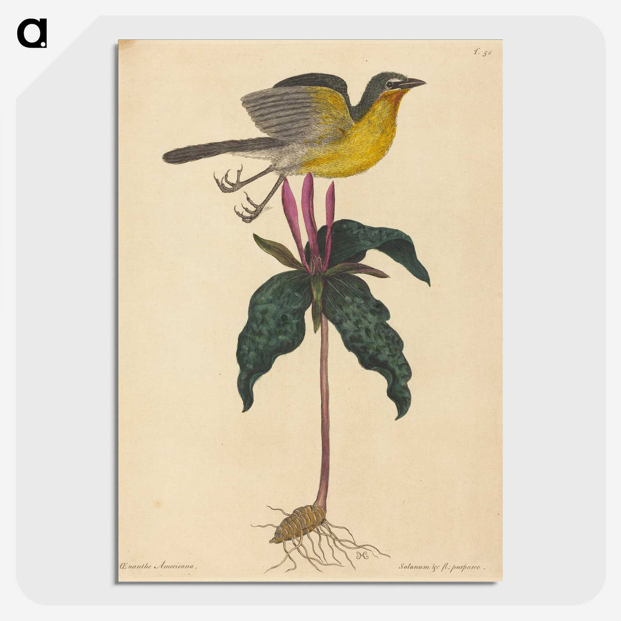 2-19_Mark-Catesby_picture-crop