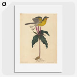 2-19_Mark-Catesby_picture
