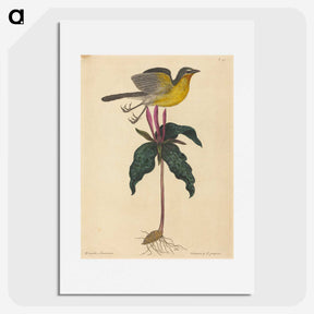 2-19_Mark-Catesby_picture