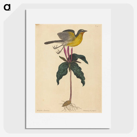 2-19_Mark-Catesby_picture