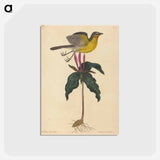 アートポストカード-The Yellow-breasted Chat
 - マーク ケイツビー Postcard.