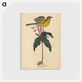 2-19_Mark-Catesby_postcard
