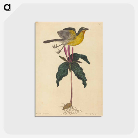 アートポストカード-The Yellow-breasted Chat
 - マーク ケイツビー Postcard.