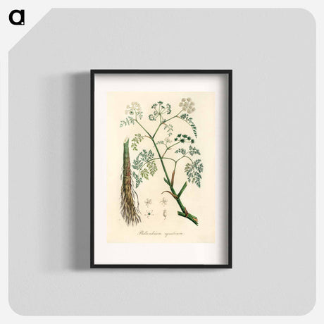 アートポスター-Phellandrium aguaticum Illustration
 - 薬用植物学 Poster.