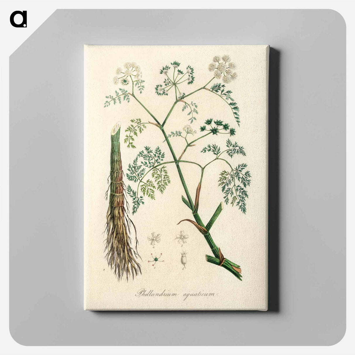 アートパネル-Phellandrium aguaticum Illustration
 - 薬用植物学 Canvas.