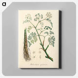 アートパネル-Phellandrium aguaticum Illustration
 - 薬用植物学 Canvas.