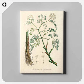 アートパネル-Phellandrium aguaticum Illustration
 - 薬用植物学 Canvas.