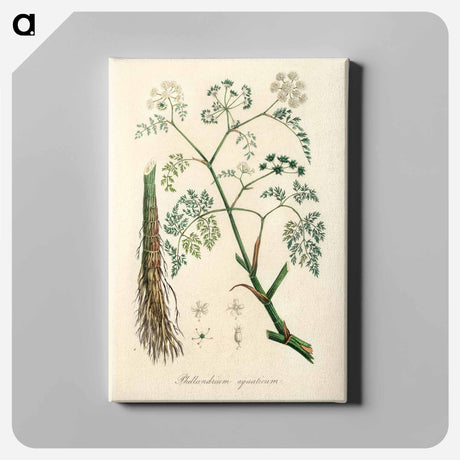 アートパネル-Phellandrium aguaticum Illustration
 - 薬用植物学 Canvas.