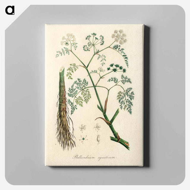 アートパネル-Phellandrium aguaticum Illustration
 - 薬用植物学 Canvas.