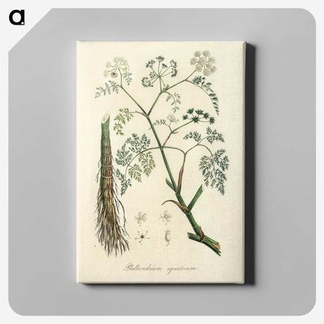2-19_Medical-Botany_canvas