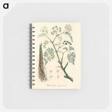 アートメモ帳-Phellandrium aguaticum Illustration
 - 薬用植物学 Memo.