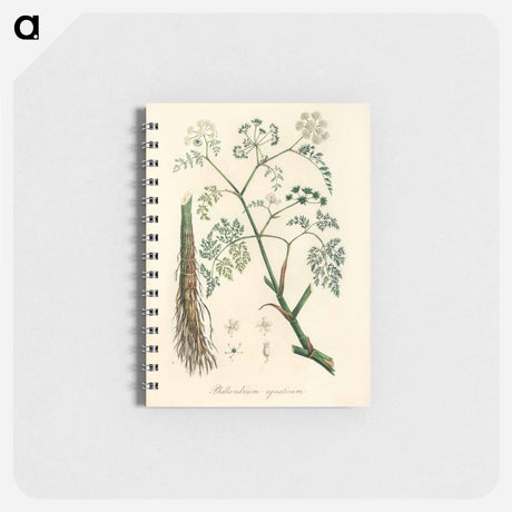 アートメモ帳-Phellandrium aguaticum Illustration
 - 薬用植物学 Memo.