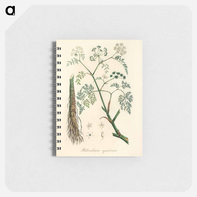 アートメモ帳-Phellandrium aguaticum Illustration
 - 薬用植物学 Memo.