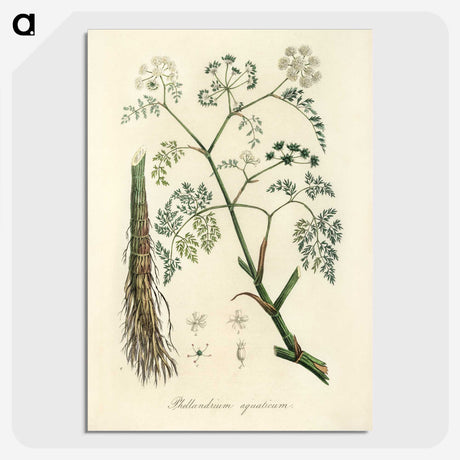 2-19_Medical-Botany_picture-crop