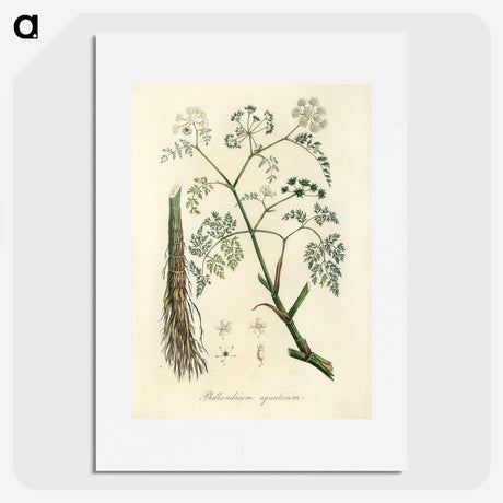 2-19_Medical-Botany_picture