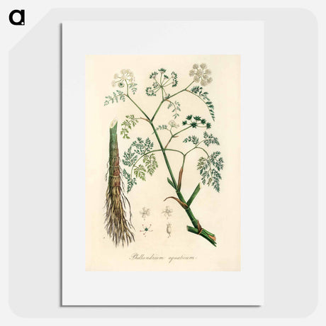 アートポスター-Phellandrium aguaticum Illustration
 - 薬用植物学 Poster.
