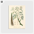 アートポストカード-Phellandrium aguaticum Illustration
 - 薬用植物学 Postcard.
