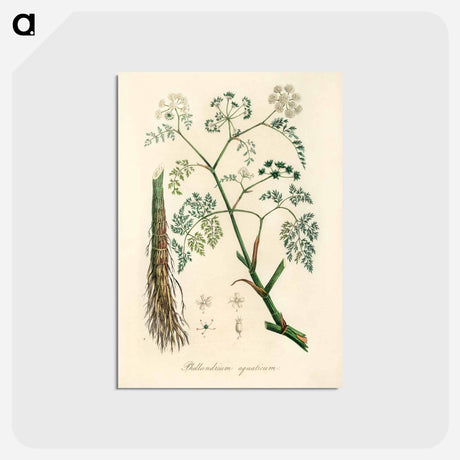 アートポストカード-Phellandrium aguaticum Illustration
 - 薬用植物学 Postcard.